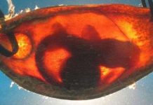 Trứng cá mập cũng biết phát hiện kẻ thù