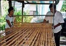 Biến vỏ dừa thành lưới chống xói mòn