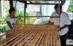 Biến vỏ dừa thành lưới chống xói mòn