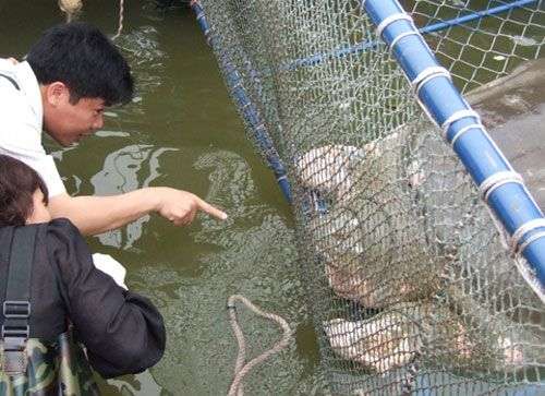 Cận cảnh chăm sóc Rùa trong bể nhân tạo