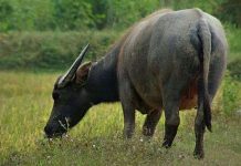 Lần đầu tiên tạo ra được giống trâu biến đổi gen