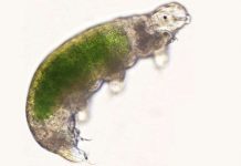 Nhật Bản vừa mới hồi sinh một sinh vật đông lạnh sau 30 năm