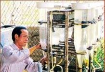 Nhân giống và nuôi cá lăng thương phẩm