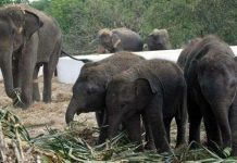 Thái Lan là quốc gia có nạn buôn bán trái phép ngà voi lớn