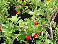 Điều khiển sơri ra hoa