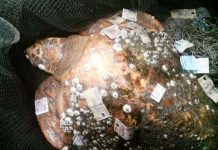 Bắt được rùa 150kg ở Quảng Ninh