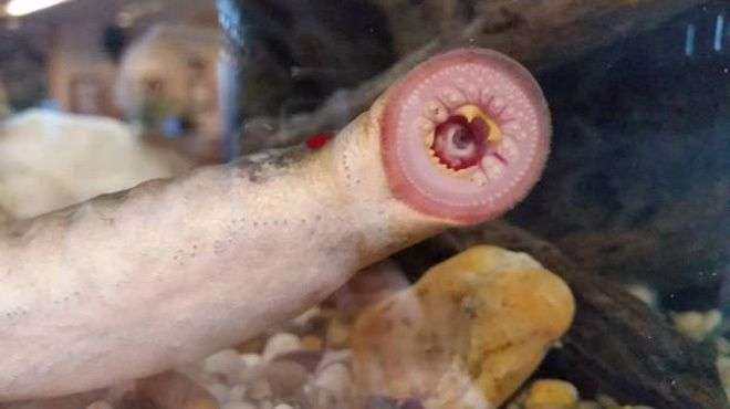 Cận cảnh loài cá bí ẩn rơi xuống Alaska