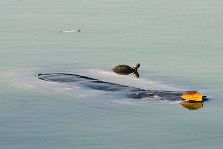 Điểm những hình ảnh thương tâm về Cụ rùa hồ Gươm