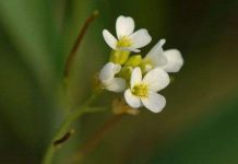 Nghiên cứu làm sáng tỏ về "công tắc mùa xuân" của thực vật