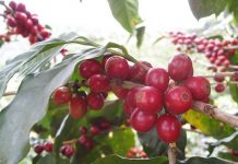 Cây càphê chè mang nhiều lợi nhuận cho người dân