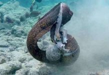 Sổng bạch tuộc, lươn biển quay sang tấn công thợ lặn