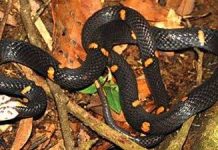 Phát hiện loài rắn độc mới ở Việt Nam