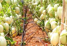 Cách trồng dưa pepino sai quả trong chậu cho mọi nhà