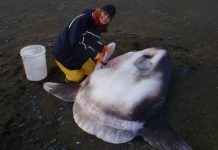 Phát hiện loài cá mặt trăng khổng lồ mới, nặng tới 2 tấn