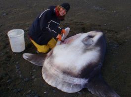 Phát hiện loài cá mặt trăng khổng lồ mới, nặng tới 2 tấn