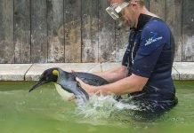 Chim cánh tập bơi vì sợ nước