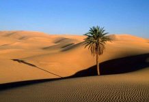 Những loài cây kỳ quái chẳng sợ sa mạc