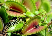 Bí quyết săn mồi hiệu quả của loài cây ăn thịt Bí quyết săn mồi hiệu quả của loài cây ăn thịt