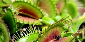 Bí quyết săn mồi hiệu quả của loài cây ăn thịt