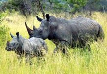 Nam Phi bảo vệ tê giác bằng máy bay do thám Nam Phi bảo vệ tê giác bằng máy bay do thám