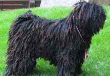 10 loài chó kỳ lạ nhất hành tinh