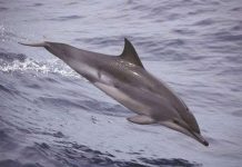 Giấc ngủ của cá heo khác với con người như thế nào?