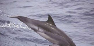 Giấc ngủ của cá heo khác với con người như thế nào?