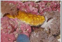 Chất liệu plastic thay đổi lý tính theo cơ chế của loài dưa biển