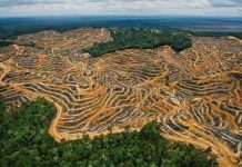 Phá rừng ở Malaysia nhanh gấp 3 lần cả châu Á