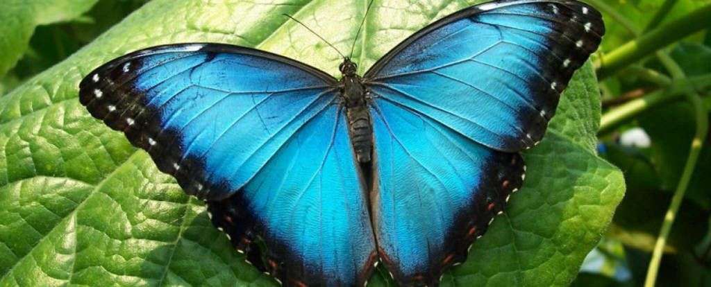 Điểm những sự thật khó tin về loài bướm xanh