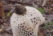 2 loài nấm mới ở Nam Cát Tiên