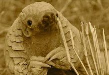 Loài động vật có lưỡi dài nhất hành tinh