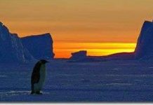 Biến đổi khí hậu có thể xóa sổ loài chim cánh cụt chúa