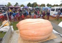 Bí ngô khổng lồ nặng hơn 1 tấn phá kỉ lục nước Anh
