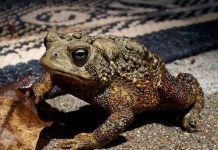 Cóc có khả năng dự báo động đất