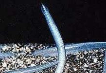 Cá van xương – Amphioxus Cá van xương - Amphioxus