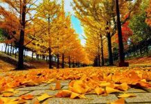 Vì sao mùa thu lá lại đổi màu?