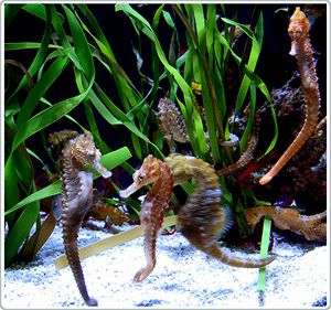 Âm thanh đa dạng của các loài cá