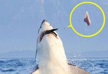 Cá mập bị gẫy răng khi đang đớp mồi Cá mập bị gẫy răng khi đang đớp mồi