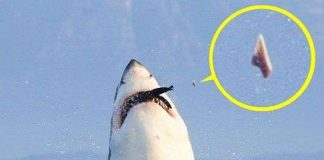 Cá mập bị gẫy răng khi đang đớp mồi