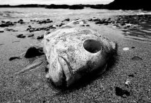 Số lượng "vùng chết" dưới biển ngày càng nhiều