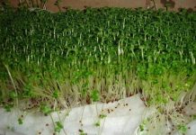 Kỹ thuật trồng cây rau mầm bằng khăn giấy đơn giản bất ngờ Kỹ thuật trồng cây rau mầm bằng khăn giấy đơn giản bất ngờ