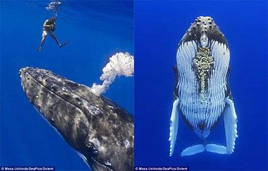 Độc đáo cảnh cá voi lưng gù bắt tay thợ lặn