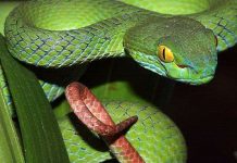 Phát hiện 2 loài rắn lục mới Phát hiện 2 loài rắn lục mới