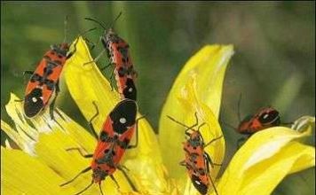 Canada khai mạc triển lãm nghệ thuật côn trùng