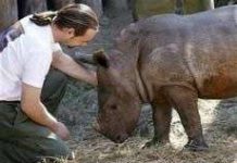 Lần đầu tiên phẫu thuật mắt cho tê giác