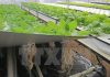 Nông dân Đà Lạt thành công với trồng rau trong không khí