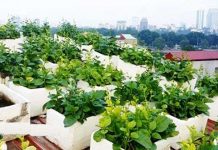 Kỹ thuật trồng rau sạch trong chậu xốp tại nhà đơn giản