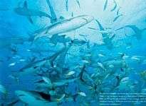 Cá mập đảo Bahamas