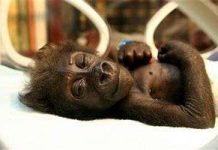 “Bé” gorilla vào viện vì mẹ bỏ rơi "Bé" gorilla vào viện vì mẹ bỏ rơi